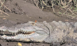 Palo Verde Boat Tour