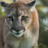 Combo Tour Safari + Pumas Rescue Center