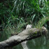 Safari Float on the Tenorio River