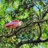 MONTEVERDE ⇆ SAMARA with Safari Float on the Tenorio River