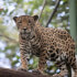 Combo Tour Safari + Pumas Rescue Center