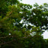 Safari Float on the Tenorio River
