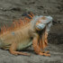 Guanacaste to Arenal with Safari Float on Tenorio River