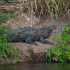 Safari Float on the Tenorio River