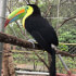 Combo Tour Safari + Pumas Rescue Center