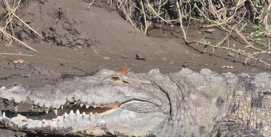 Palo Verde Boat Tour