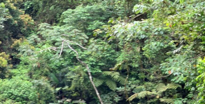 2 Days of Extreme Adventure: Rafting on the Tenorio River (Class III & IV) & Cucaracho River (Class IV & IV+)