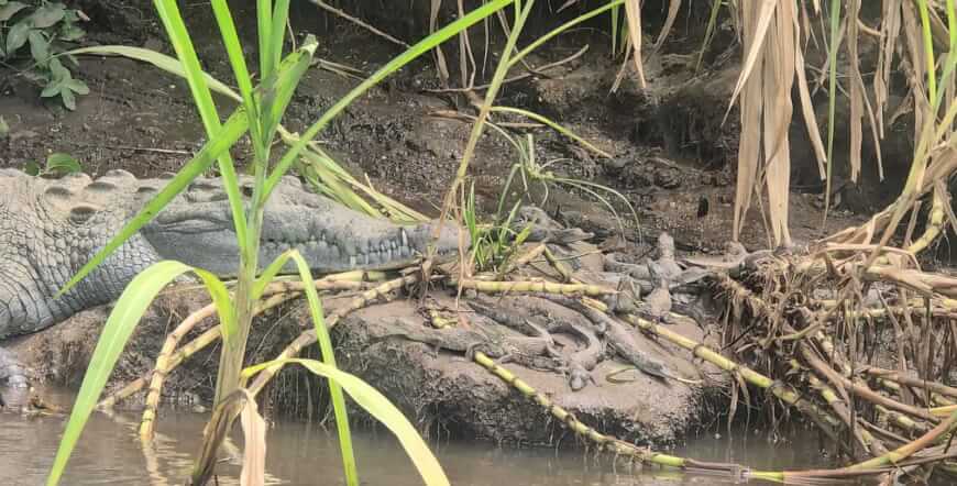 Palo Verde Boat Tour