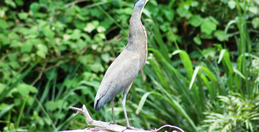 Safari Float on the Tenorio River