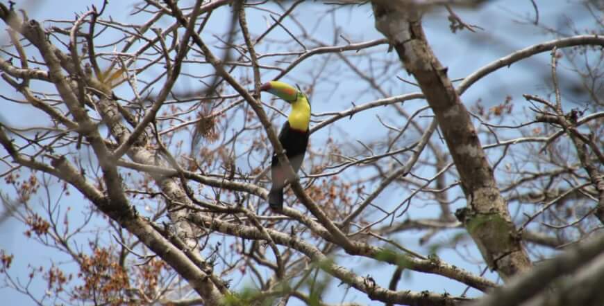 GUANACASTE ⇆ MONTEVERDE AND SANTA ELENA with  Safari Float on the Tenorio River