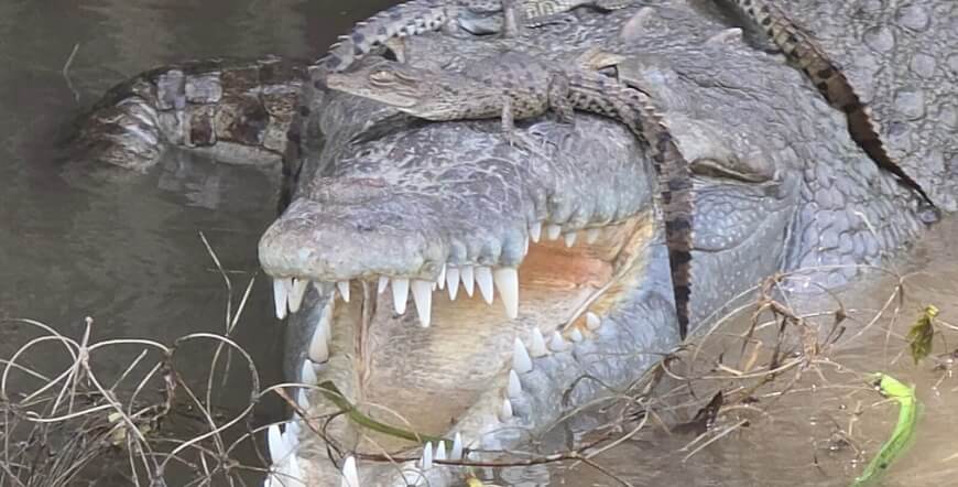 Palo Verde Boat Tour