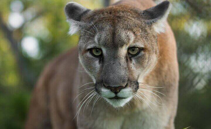 Combo Tour Safari + Pumas Rescue Center