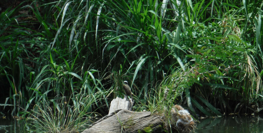 Safari Float on the Tenorio River