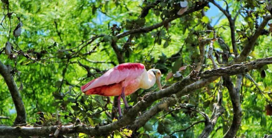 Safari Float on the Tenorio River