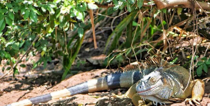 Safari Float on the Tenorio River