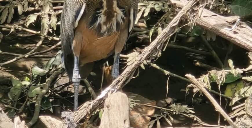 Palo Verde Boat Tour