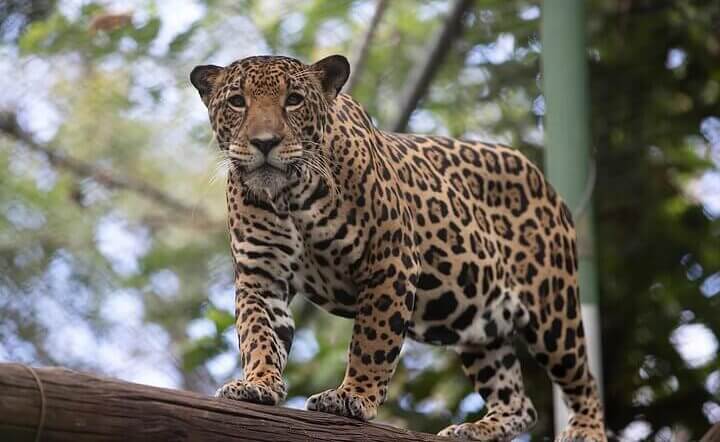 Combo Tour Safari + Pumas Rescue Center