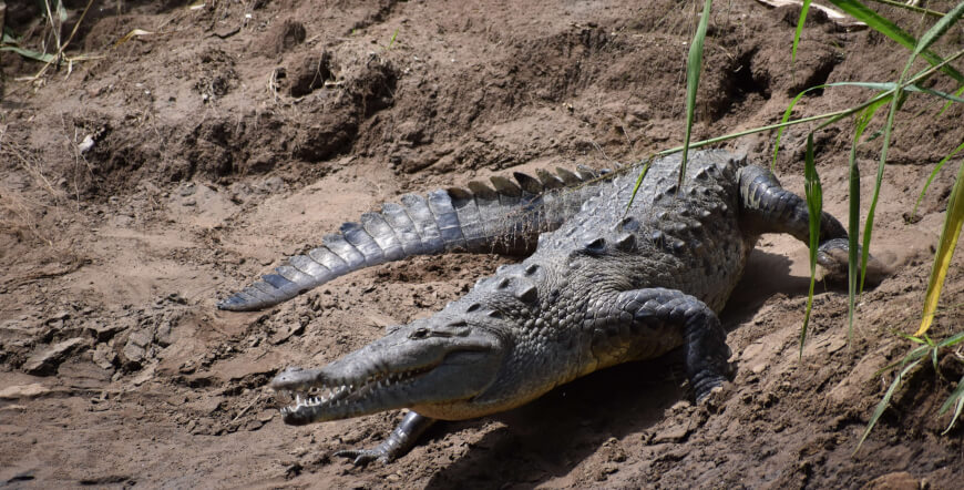 Safari Float on the Tenorio River