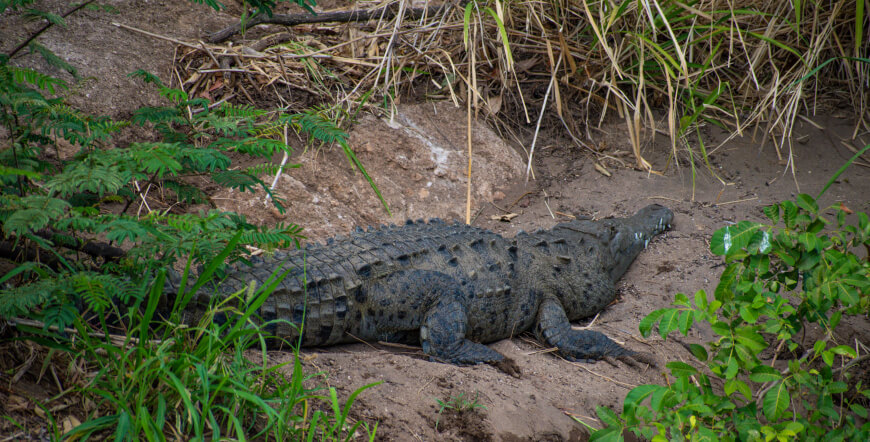 Safari Float on the Tenorio River