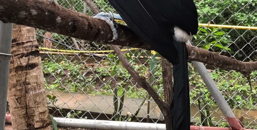 Combo Tour Safari + Pumas Rescue Center