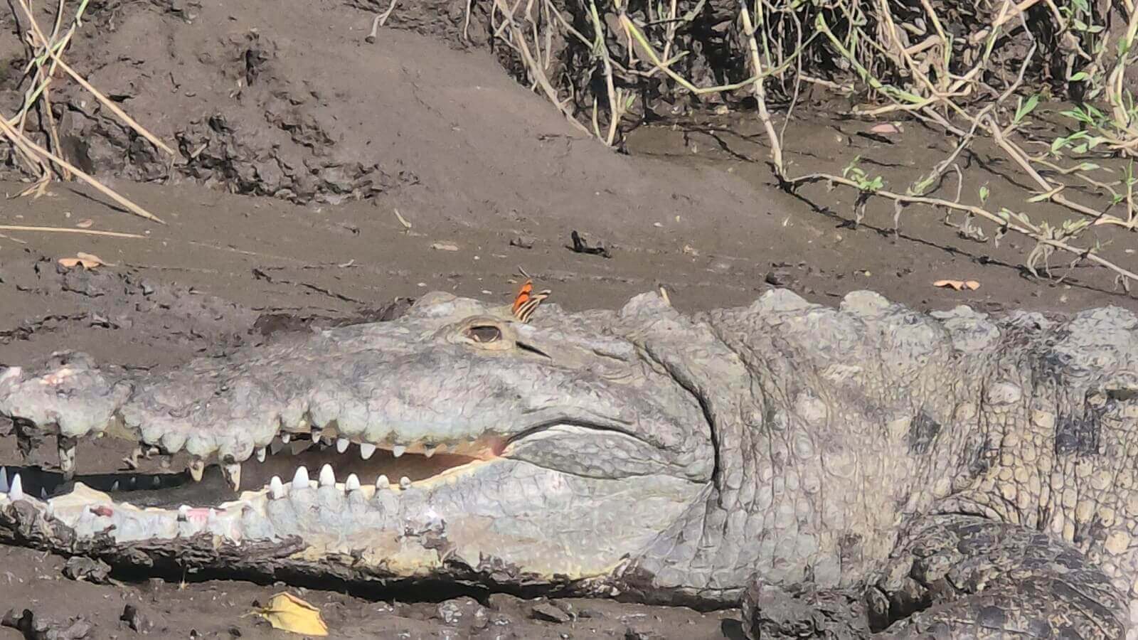 Palo Verde Boat Tour - Image 2