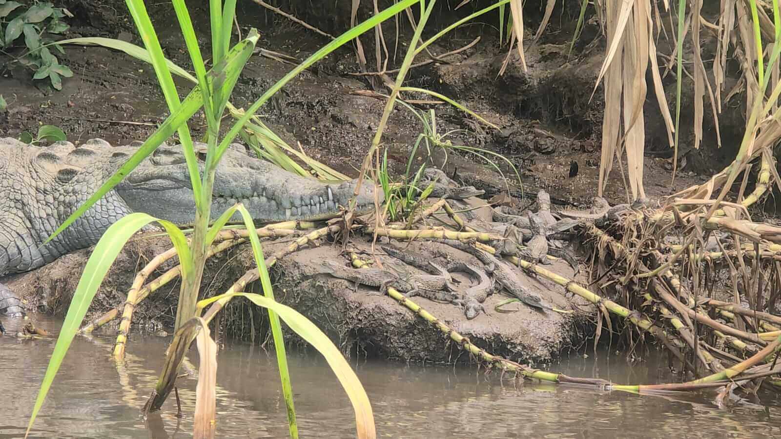 Palo Verde Boat Tour - Image 6