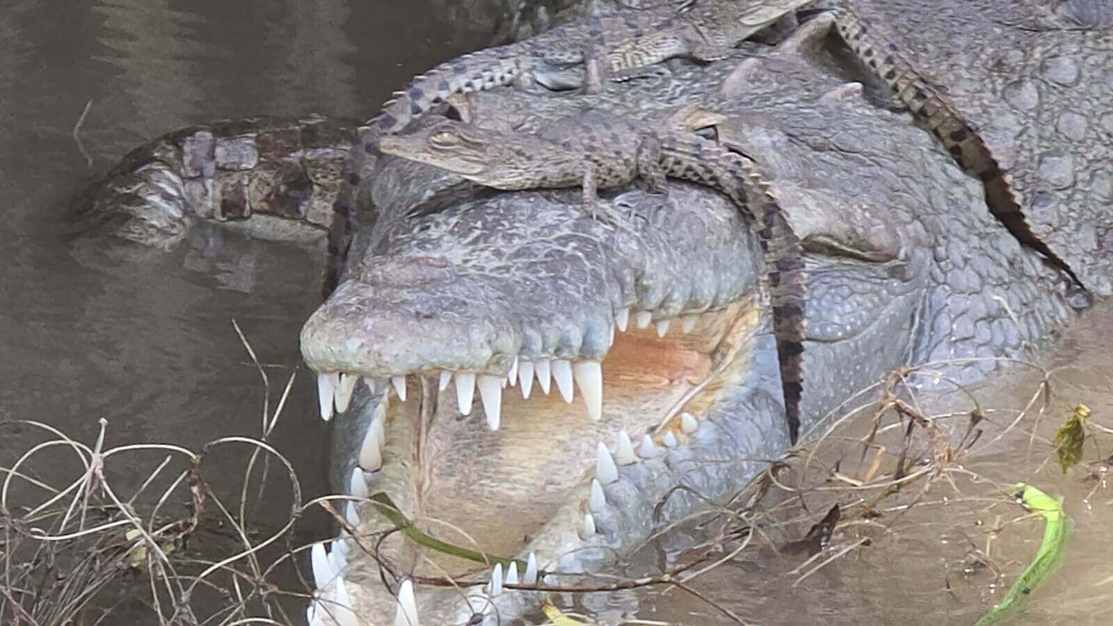 Palo Verde Boat Tour - Image 7