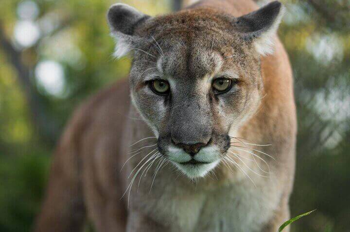 Combo Tour Safari + Pumas Rescue Center - Image 6