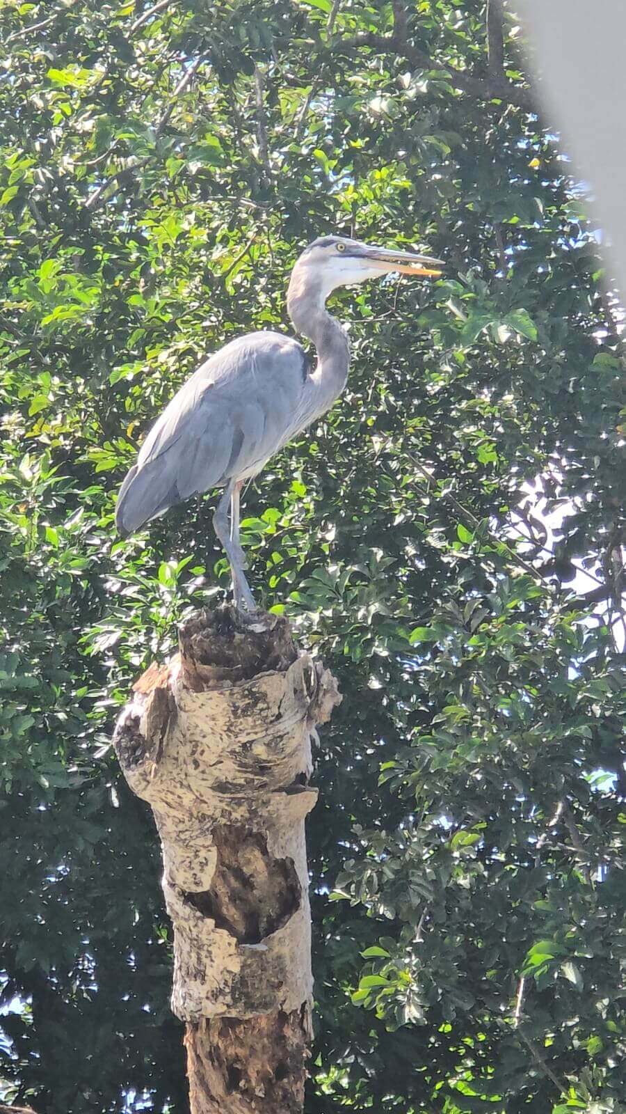 Palo Verde Boat Tour - Image 10