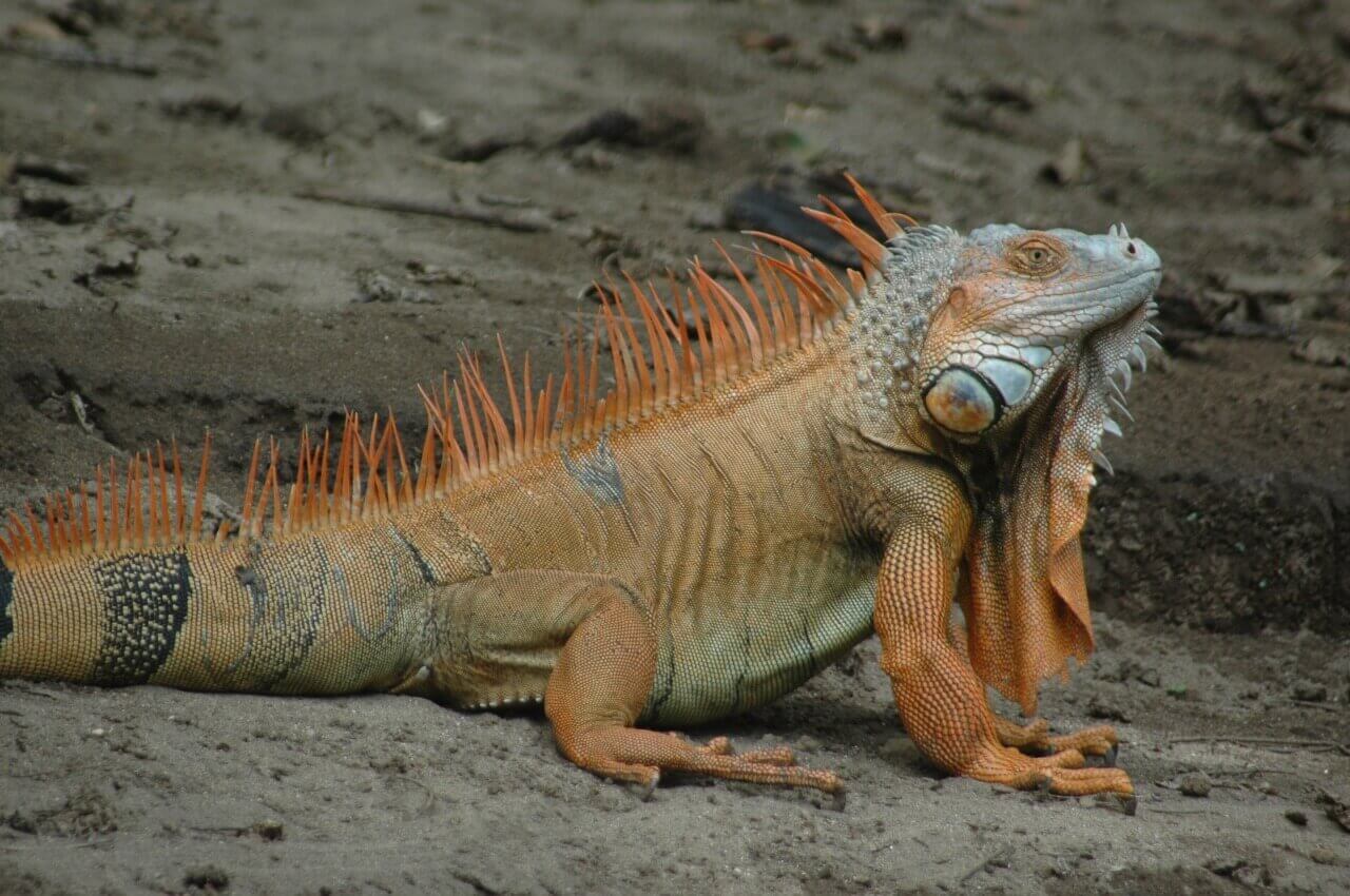 MONTEVERDE ⇆ SAMARA with Safari Float on the Tenorio River - Image 4
