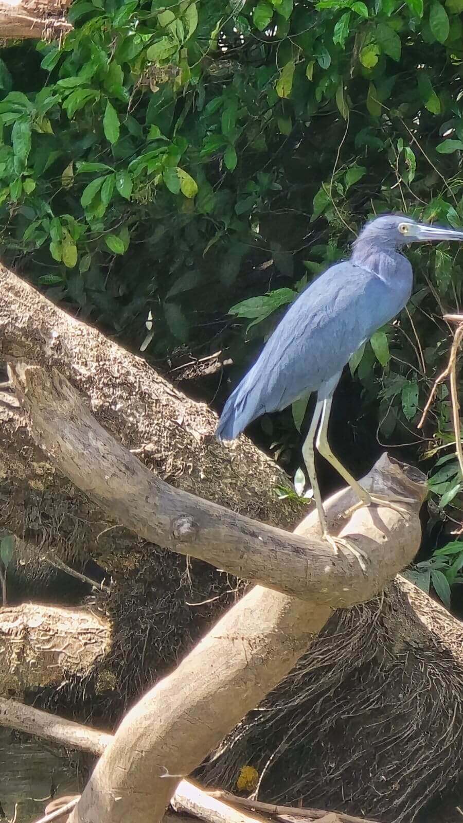 Palo Verde Boat Tour - Image 9