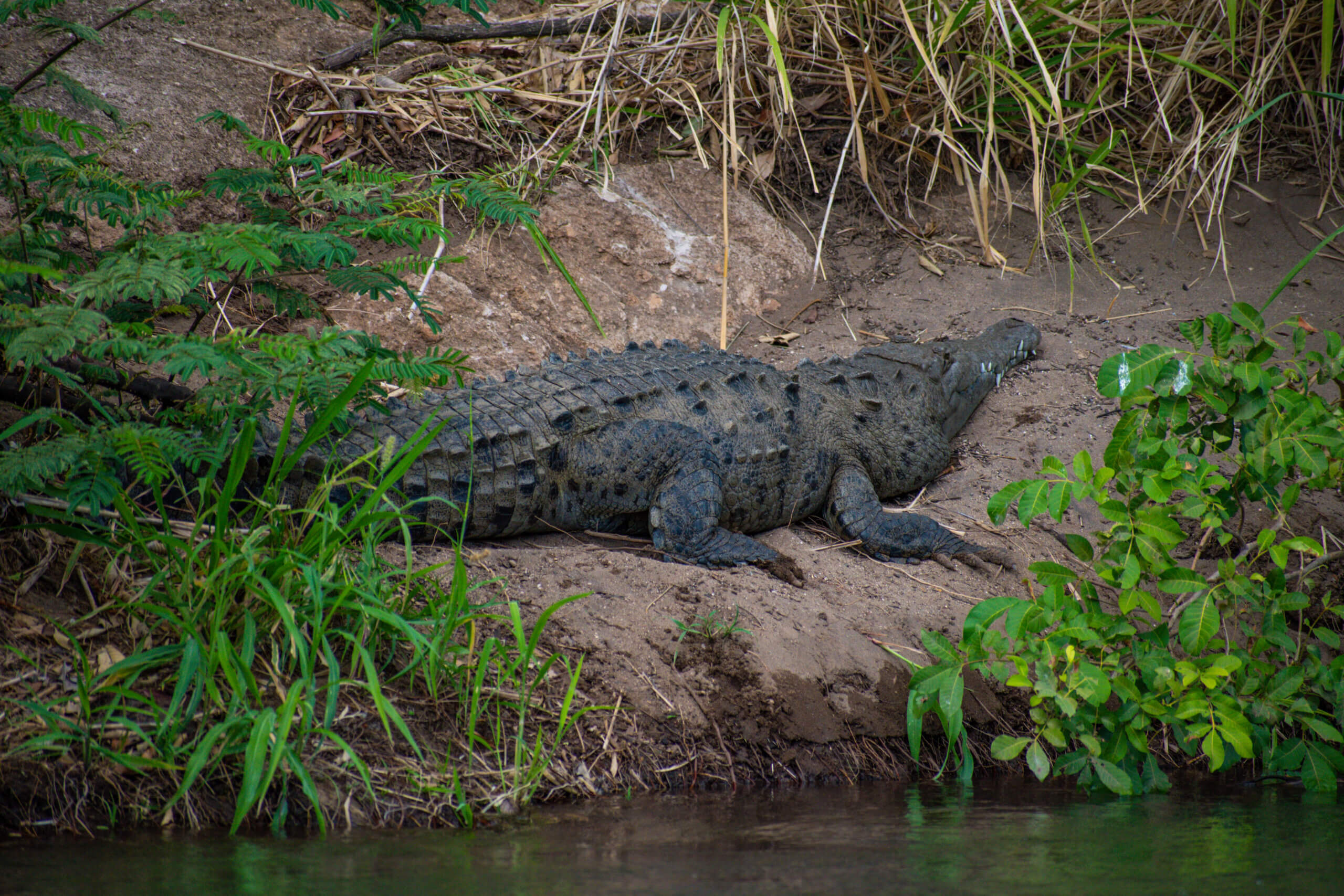 MONTEVERDE ⇆ SAMARA with Safari Float on the Tenorio River - Image 2