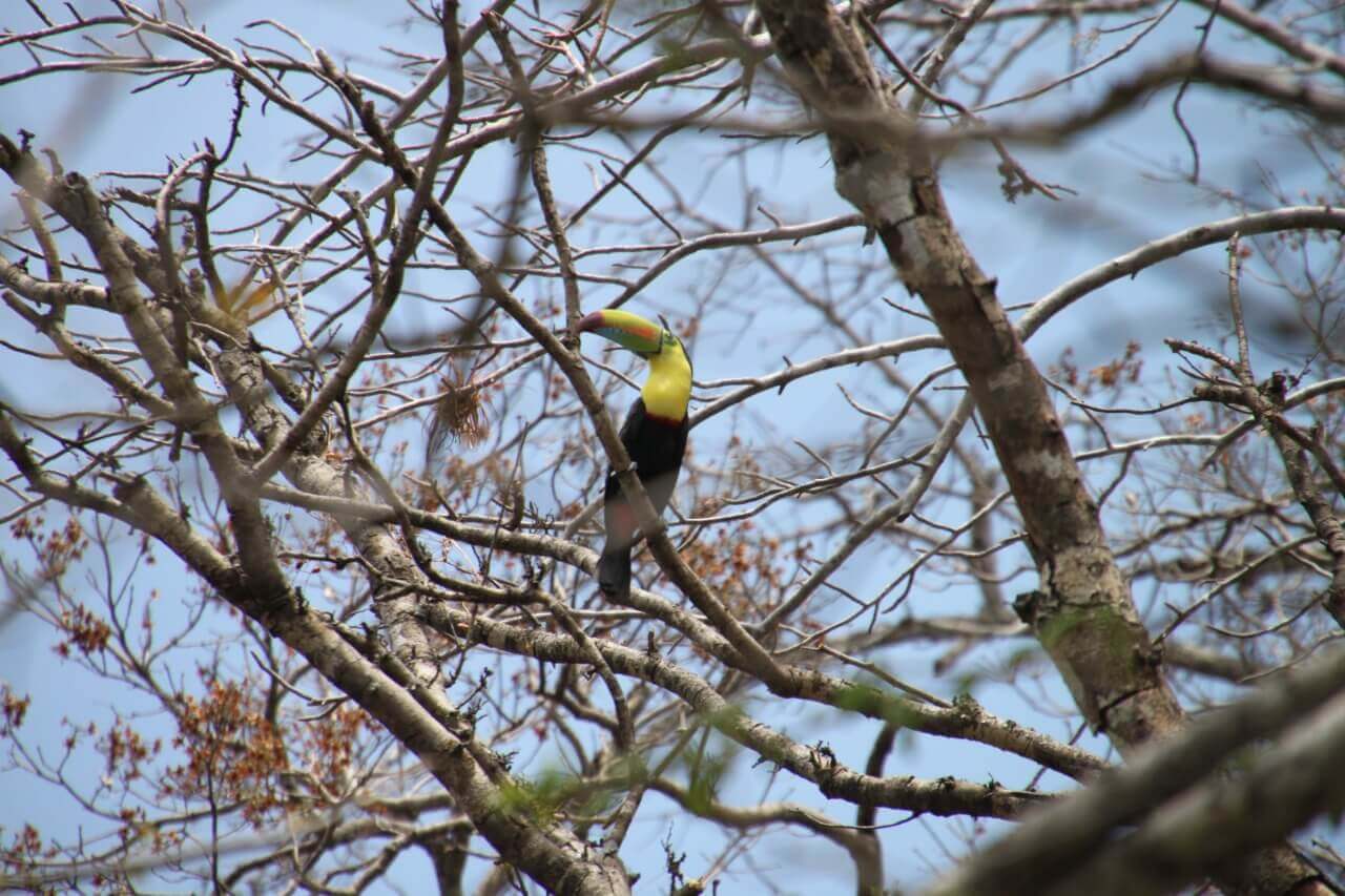 MONTEVERDE ⇆ SAMARA with Safari Float on the Tenorio River - Image 6