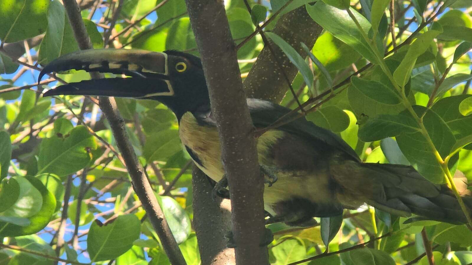 Palo Verde Boat Tour - Image 3